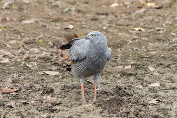 Crane hawk on dry river bed