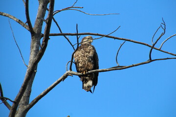 Perched Eagle, Gold Bar Park, Edmonton, Alberta