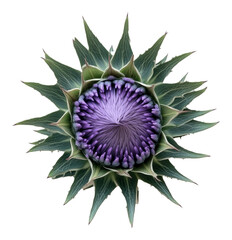 Obraz premium Close-up of a purple artichoke flower in full bloom, isolated on white. Botanical concept