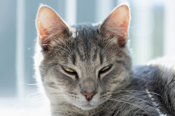 Grey Tabby Cat Slow Blinking