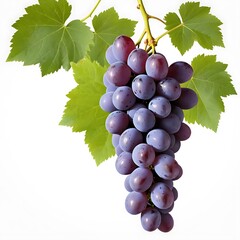 Fototapeta premium grapes isolated on white background