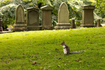 Squirrel in the Cemetery - The Parish Church of St. Cuthbert, Edinburgh, Scotland