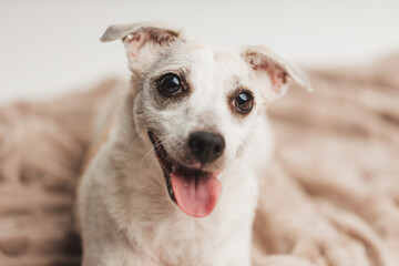 White funny jack russell terrier dog lying on a blanket