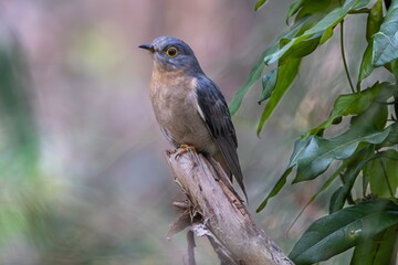 A Fan-tailed Cuckoo perched on a branch