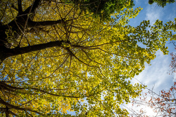 Fototapeta premium 秋の空に色づき始めたイチョウの葉