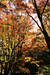 オレンジ色に染まる紅葉の木