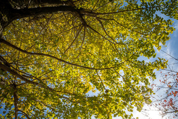 秋の空に色づき始めたイチョウの葉