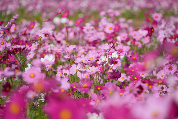 秋の光に輝く鮮やかなコスモス