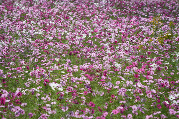 秋の満開のコスモス畑