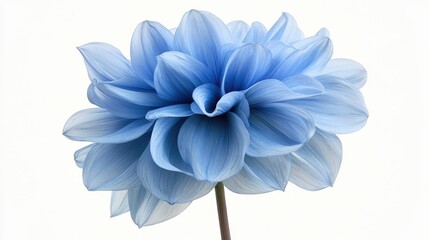 Obraz premium Side view of a single blue dahlia flower, showing petal layers and natural curves on a white background.