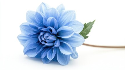 Obraz premium Side view of a single blue dahlia flower, showing petal layers and natural curves on a white background.