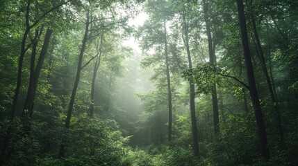Obraz premium Serene misty forest landscape filled with lush green trees, embodying tranquility; perfect for conveying a sense of calm and peace. Ample copy space to enhance visual impact.