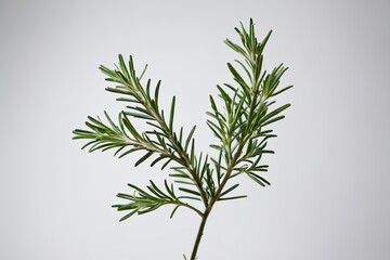 Fototapeta premium there is a small plant that is in a vase on a table
