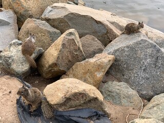 Three squirrels explore rocky terrain near a calm water body, showcasing their natural behavior in a serene outdoor setting.