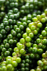 Heap of Fresh Green Young Peppercorns. Close-up