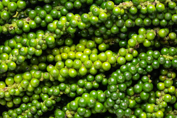 Heap of Fresh Green Young Peppercorns. Close-up.