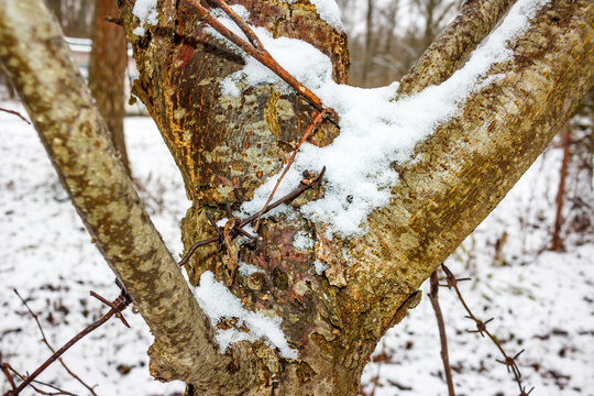 Tree trunk crushed by barbed wire wound around it