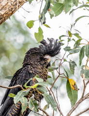 Female red-tailed black cockatoo (calyptorhynchus bansksii naso) 