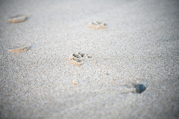 footprints