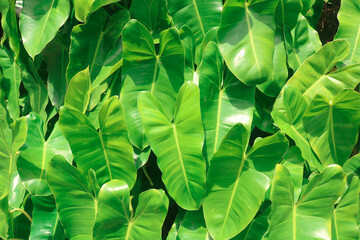 Group of Philodendron/Memelong spiritus sancti leaves. Tropical plants for decorating rooms or...