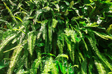 Pteridophyte or fern plants grow on the garden wall. Sword fern leaves grow in tropical Indonesia. Ornamental fern plants