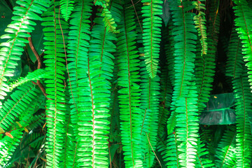 Pteridophyte or fern plants grow on the garden wall. Sword fern leaves grow in tropical Indonesia. Ornamental fern plants