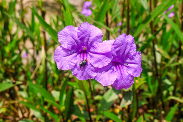 Close up of purple Ruellia simplex or petunia flowers blooming in the garden in the morning. Beautiful purple flowers in the garden