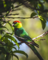 Image of a male Red Capped Parrot (Purpureicephalus spurius) perched on a tree branch.