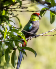 Image of a male Red Capped Parrot (Purpureicephalus spurius) perched on a tree branch.