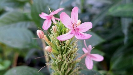 Flowers are blooming in the forest.