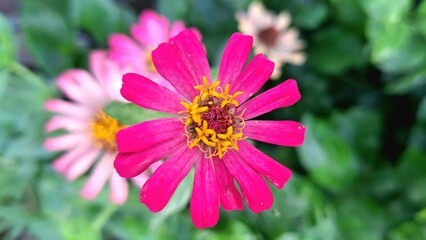 Flowers are blooming in the forest.