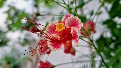red and yellow flower