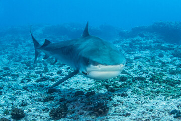 Naklejka premium Tiger shark, French Polynesia