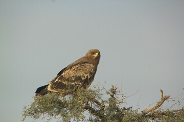 Steppe eagle on the tree.