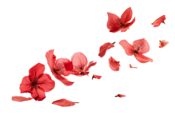 Red flowers and petals in dynamic motion falling in mid air isolated on background.
