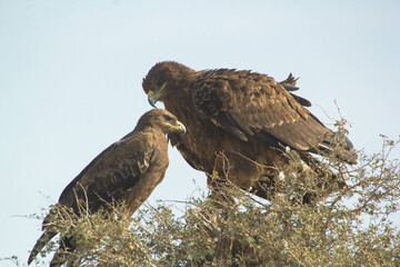 The eagles on the tree
