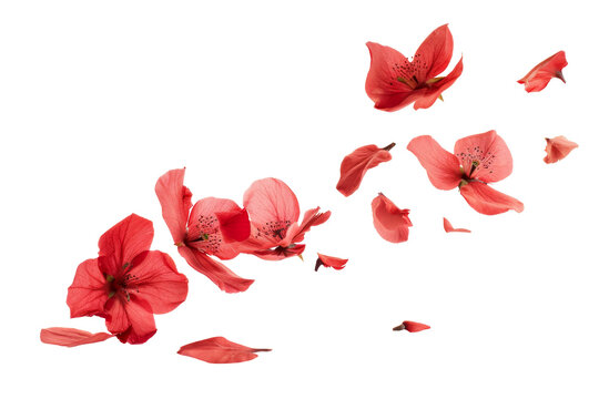 Red flowers and petals in dynamic motion falling in mid air isolated on background.