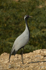 Demoiselle Crane in the wild and migrations.