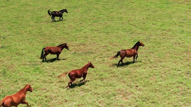 Stunning slowmotion shot of brown horses running across lush green lawn on sunny day.
