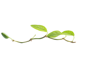 New Growth: Sprig of vibrant green leaves extending on slender vine