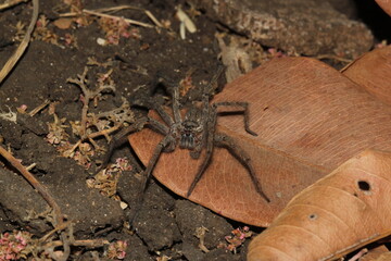 spider on a leaf
