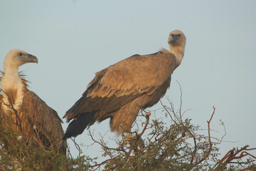 The Griffon Vulture in the wild