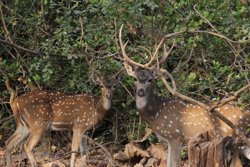 deer in the woods