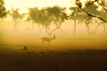 The Sunset and the wildlife in the forest