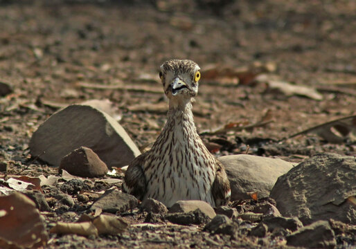 The Eurasian thicknee in the wild