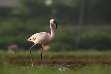 pink flamingo in zoo
