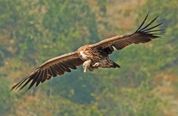 Vulture in flight