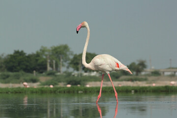 flamingo in the water