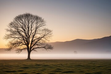 trees in a field with a foggy sky and mountains in the background