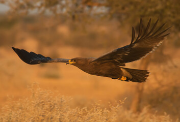 eagle in flight